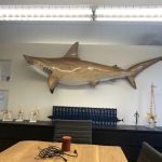 Sharks At Law