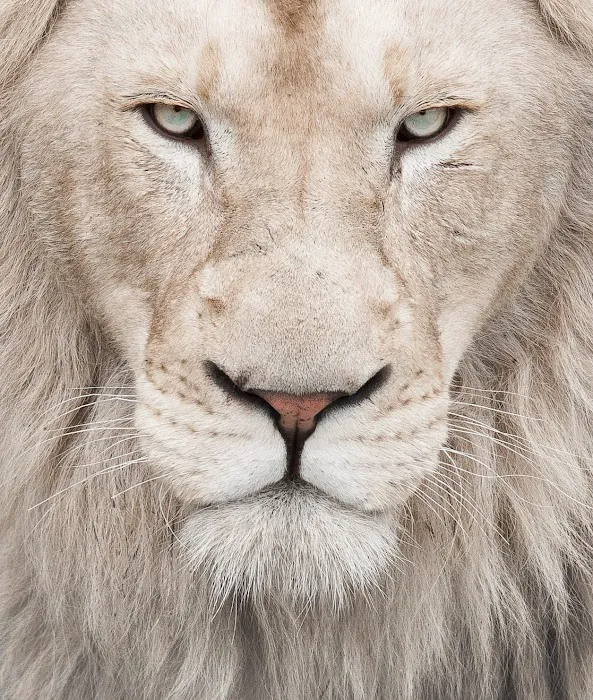 The Lion's Law Office Picture 2