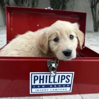 Phillips Law Group - Injury Lawyers ico