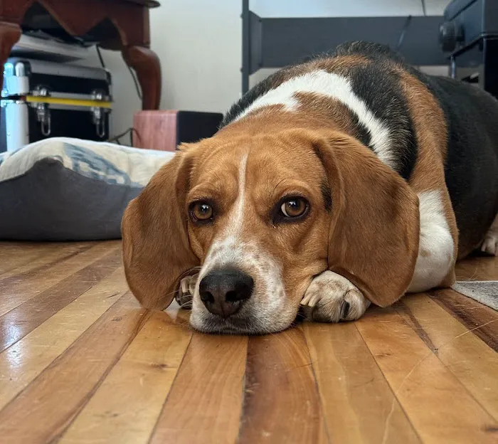 The Legal Beagle Picture 1
