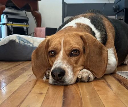The Legal Beagle