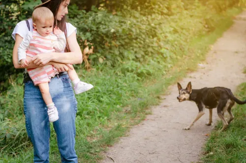 The New Jersey Dog Bite Lawyer, Mt Laurel NJ Picture 4