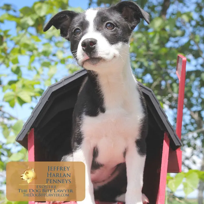 The PA Dog Bite Lawyer Jeffrey H. Penneys, P.C. Picture 5