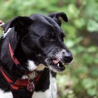 The PA Dog Bite Lawyer Jeffrey H. Penneys, P.C. ico