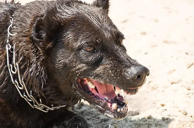 The PA Dog Bite Lawyer Jeffrey H. Penneys, P.C. Picture 2